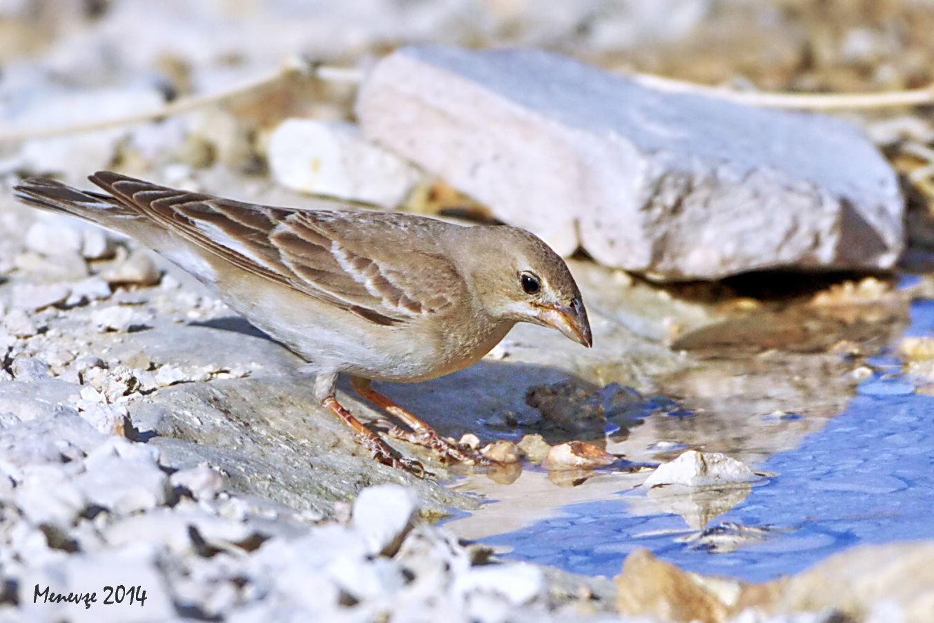 Pale Rockfinch